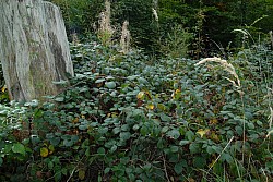 EsPro07_071002_041.JPG