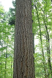 EsPro07_071002_081.JPG