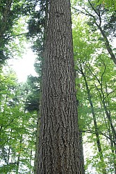 EsPro07_071002_082.JPG