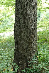 EsPro07_071002_084.JPG