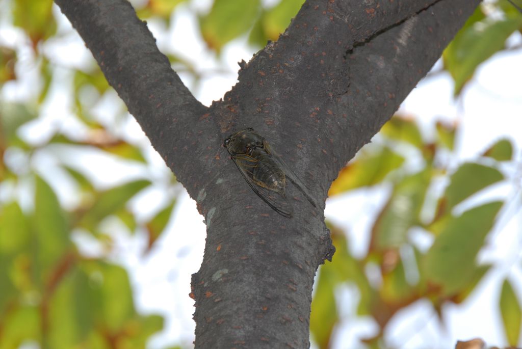 100822IUFRO_016.JPG