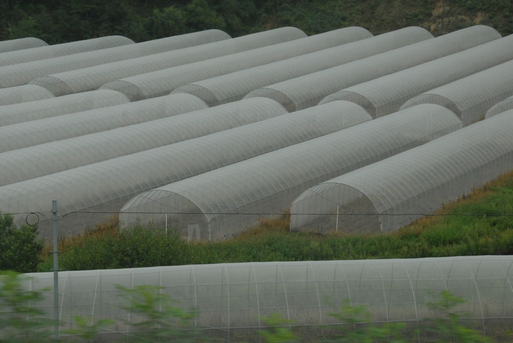 100826IUFRO_032.JPG