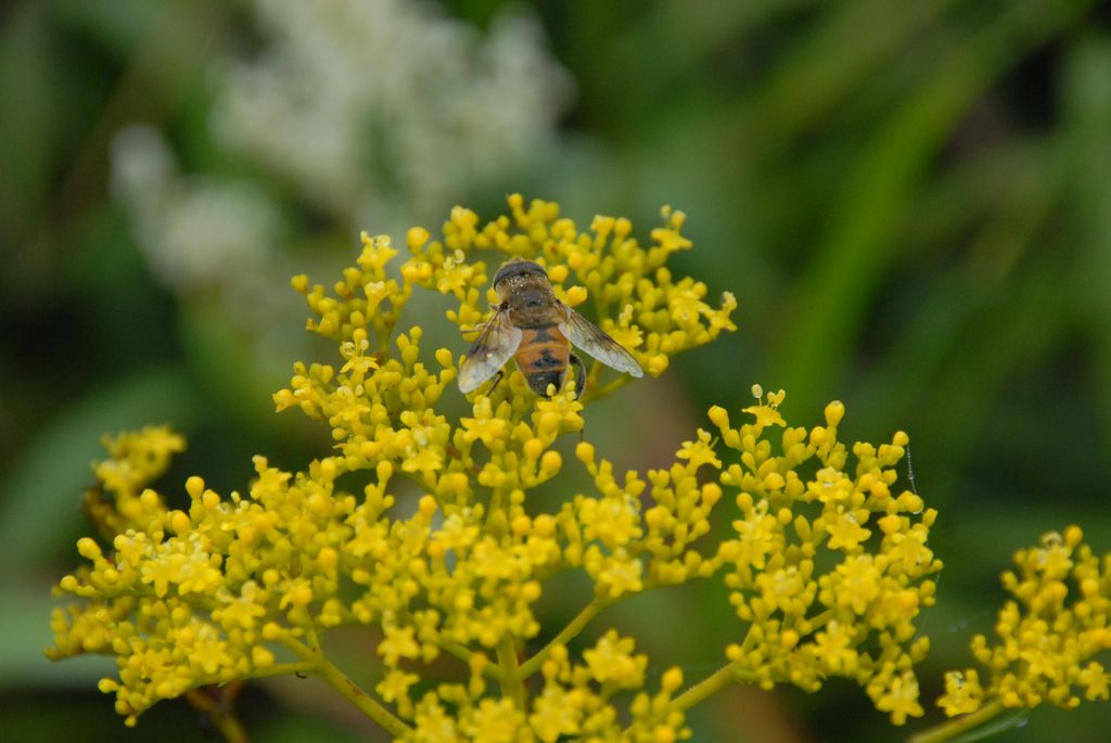 100826IUFRO_067.JPG