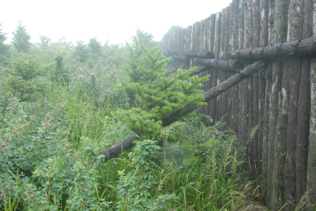 100826IUFRO_076.JPG