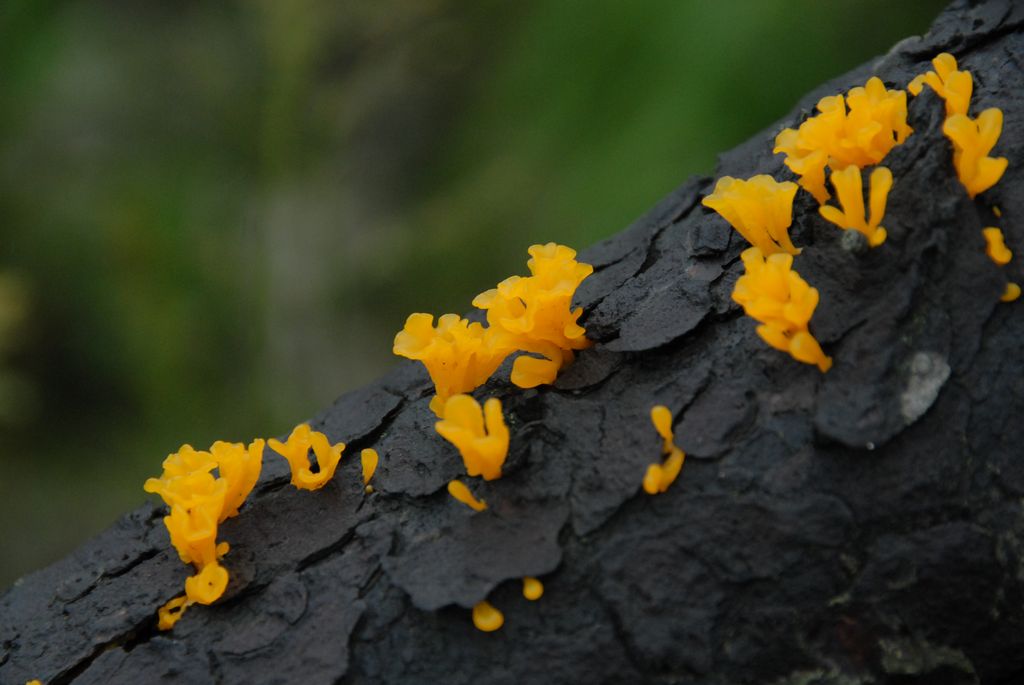 100826IUFRO_084.JPG