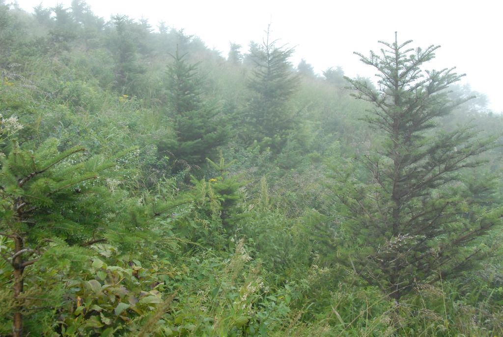 100826IUFRO_086.JPG