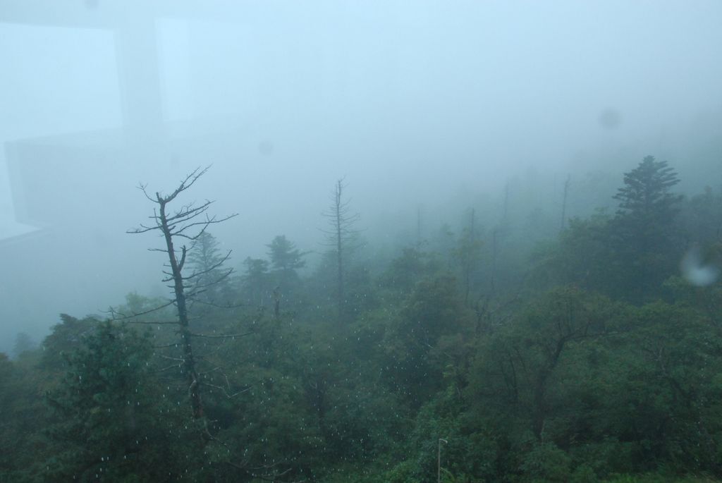 100826IUFRO_104.JPG