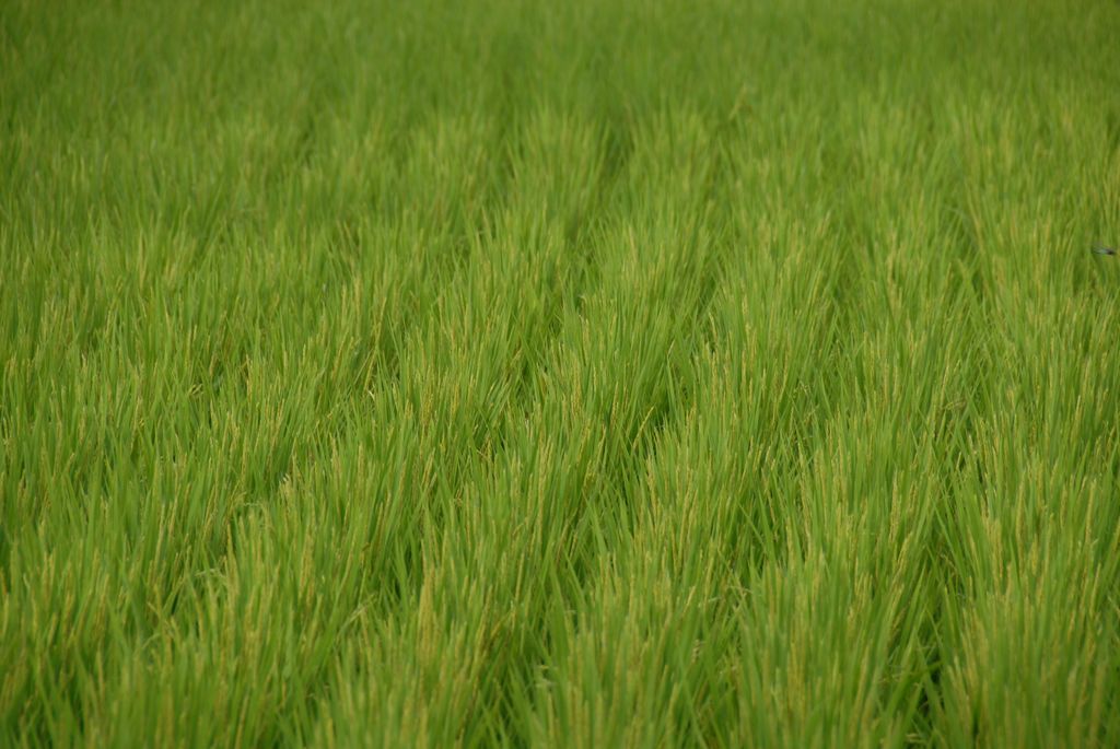 100826IUFRO_217.JPG