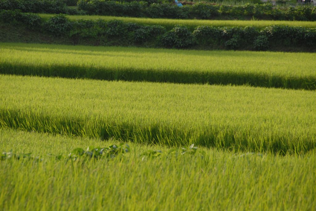 100826IUFRO_227.JPG