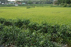 100826IUFRO_223.JPG