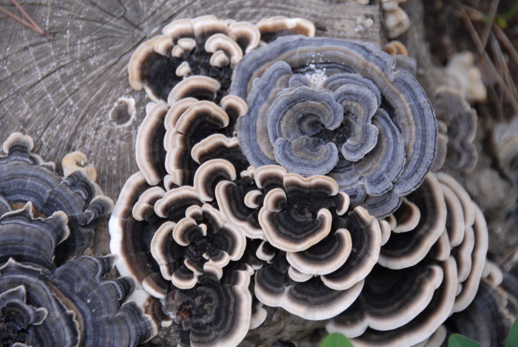 100829IUFRO_226.JPG