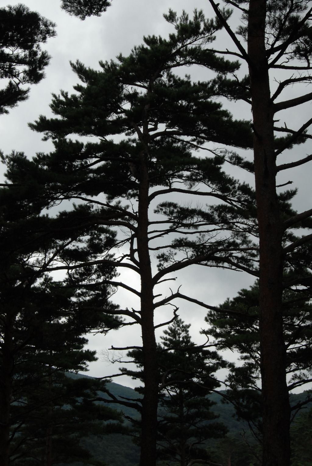100829IUFRO_236.JPG