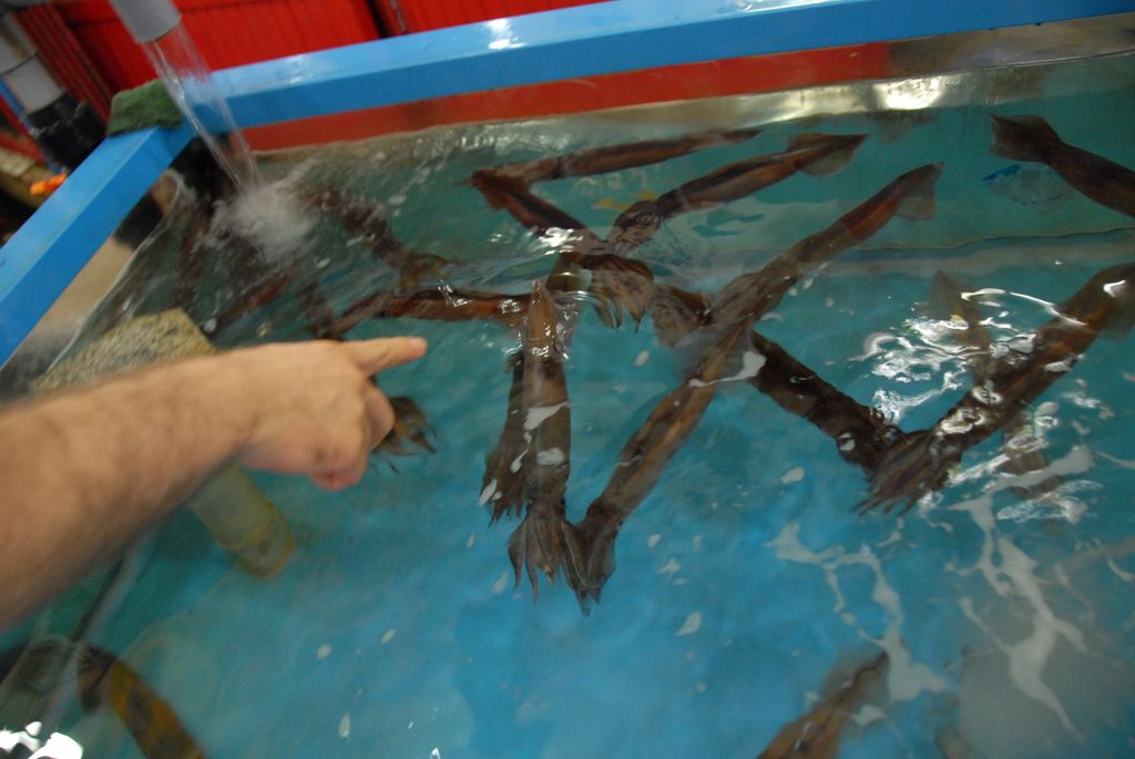 100829IUFRO_309.JPG