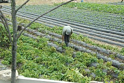 100829IUFRO_044.JPG