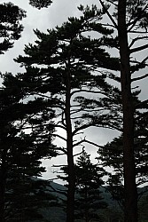 100829IUFRO_236.JPG