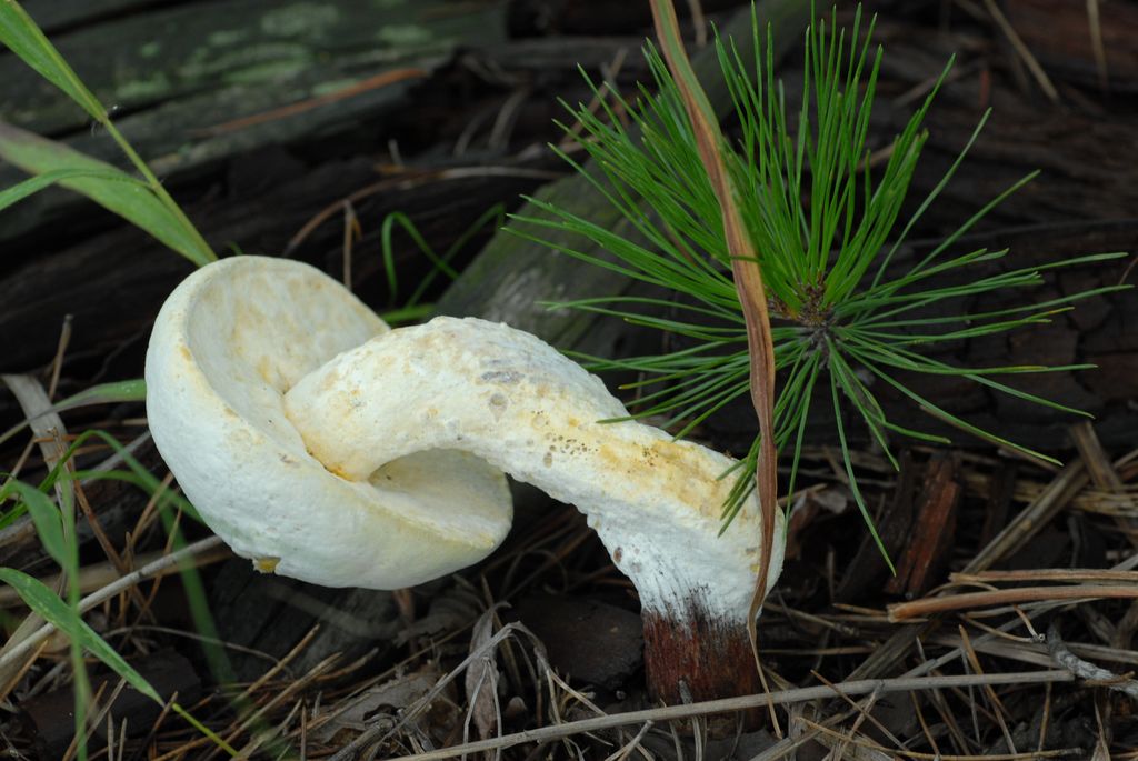 100830IUFRO_054.JPG