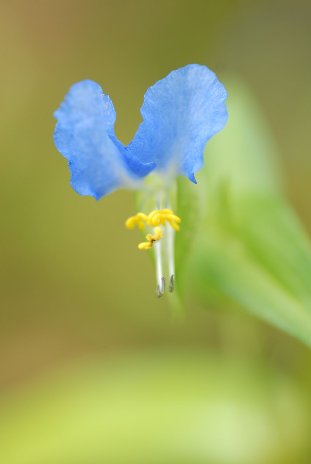 100830IUFRO_082.JPG