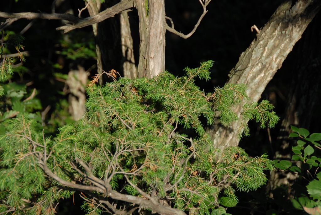 100830IUFRO_257.JPG