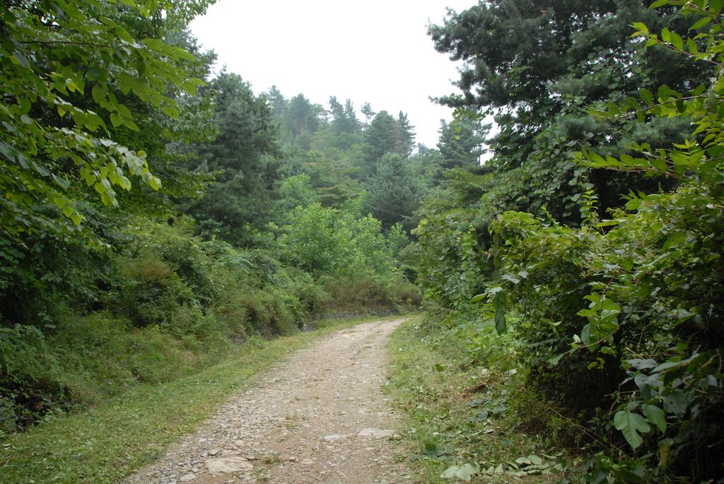 100831IUFRO_034.JPG