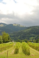 080719SFLUM_Radek_001.JPG