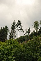080719SFLUM_Radek_005.JPG