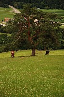 080719SFLUM_Radek_053.JPG