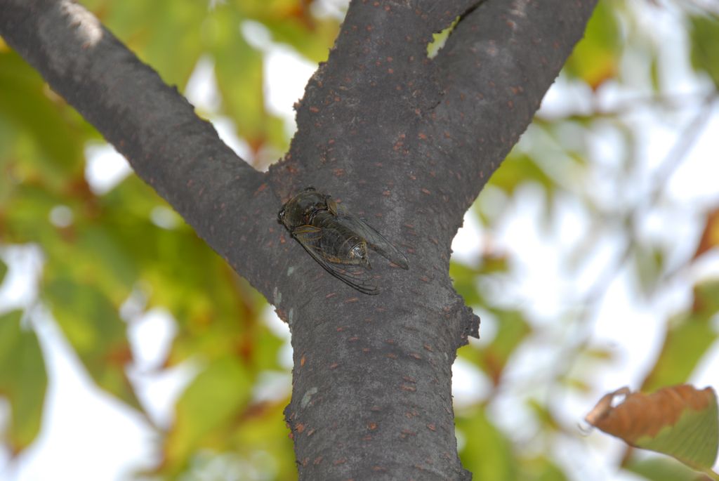 100822IUFRO_015.JPG