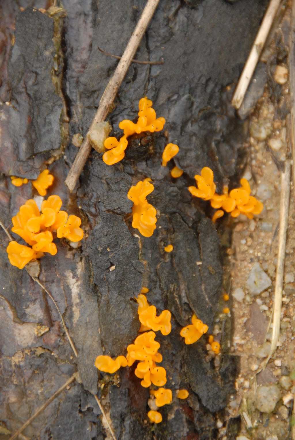 100826IUFRO_055.JPG