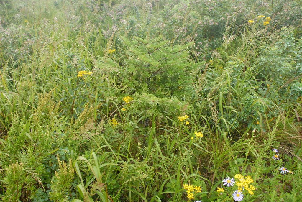 100826IUFRO_061.JPG