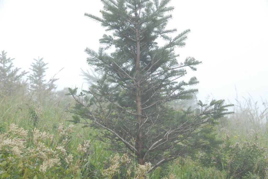 100826IUFRO_065.JPG