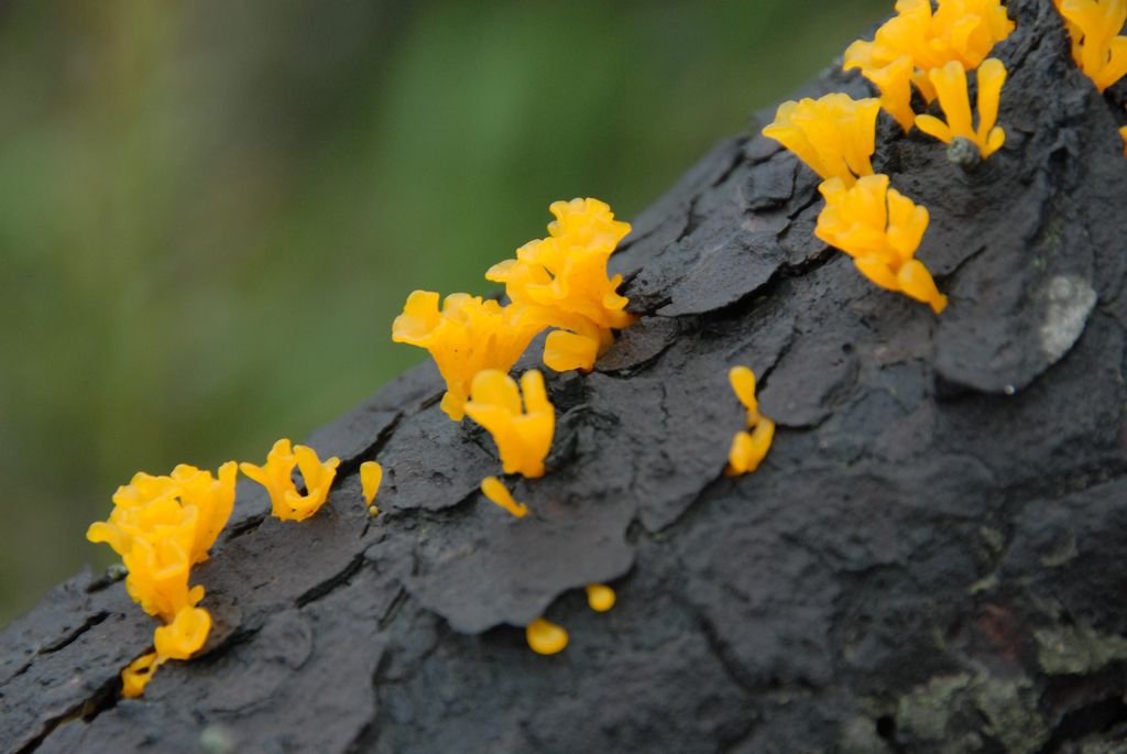 100826IUFRO_068.JPG