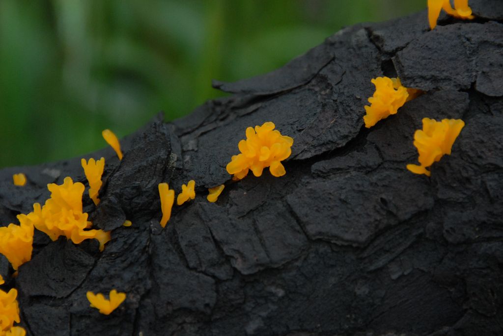 100826IUFRO_072.JPG