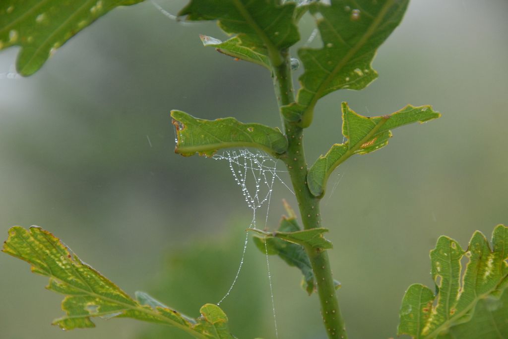 100826IUFRO_078.JPG