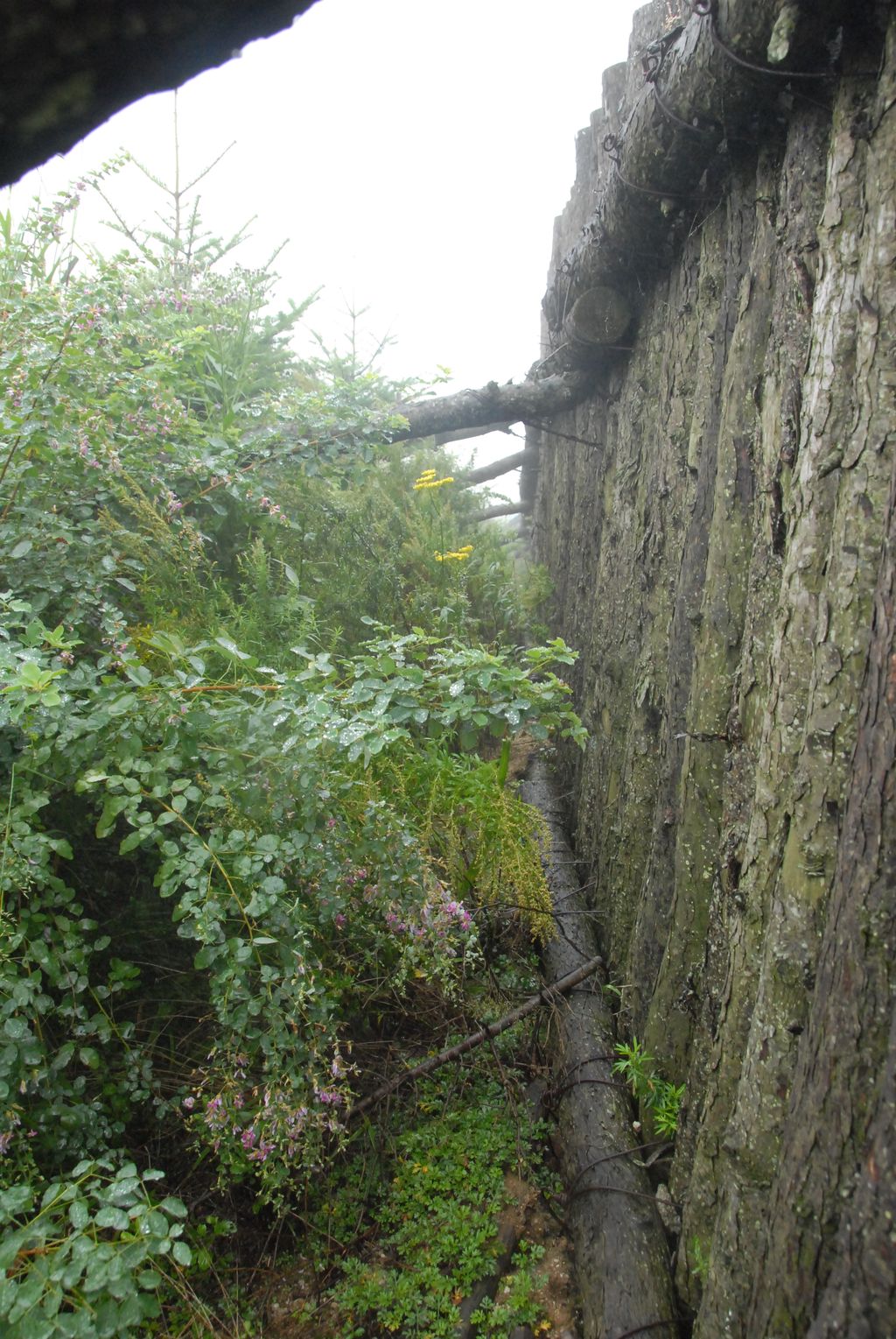100826IUFRO_092.JPG