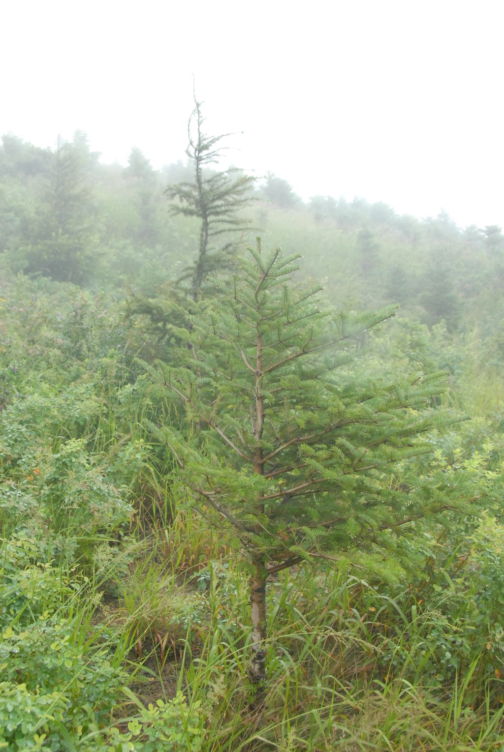 100826IUFRO_094.JPG