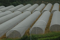 100826IUFRO_033.JPG