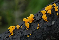 100826IUFRO_084.JPG