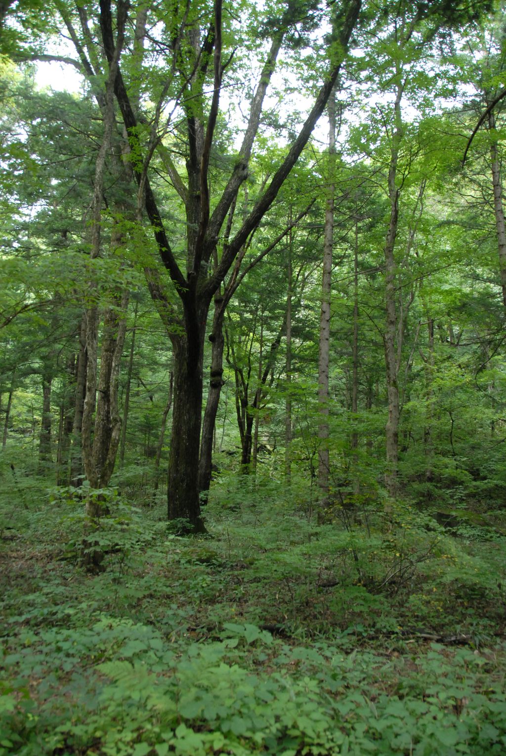 100829IUFRO_081.JPG