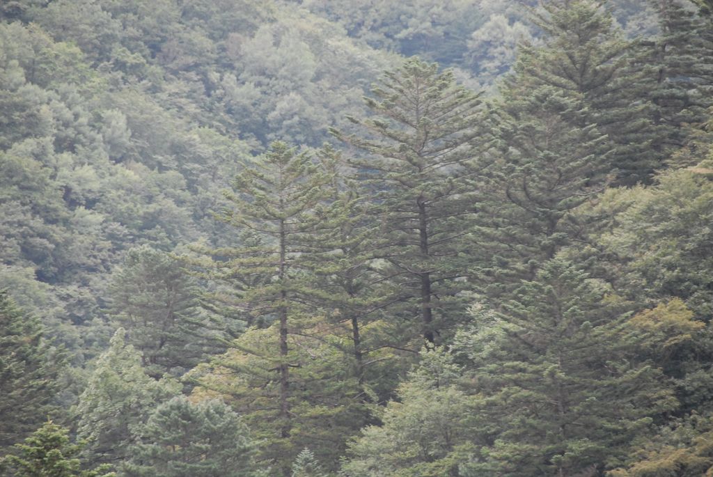 100829IUFRO_159.JPG