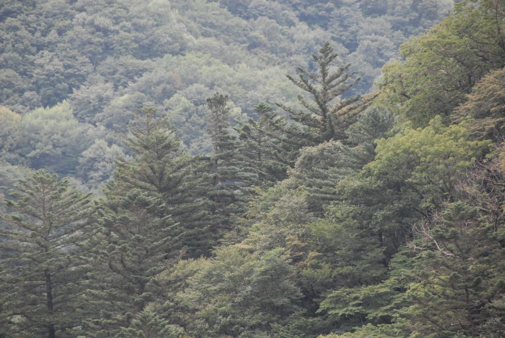 100829IUFRO_160.JPG