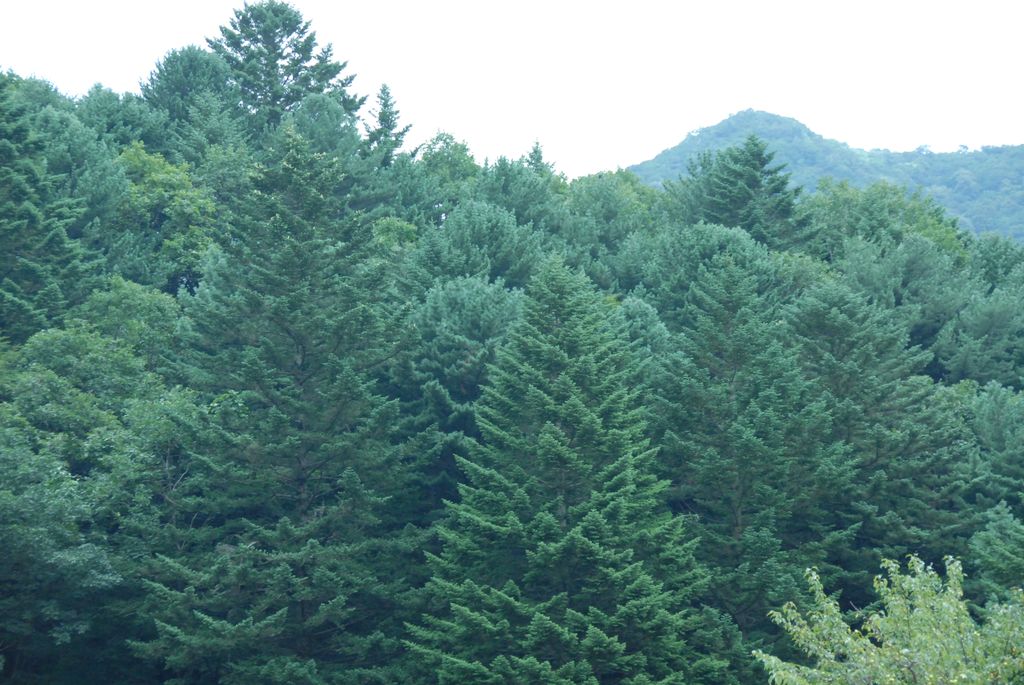 100829IUFRO_168.JPG