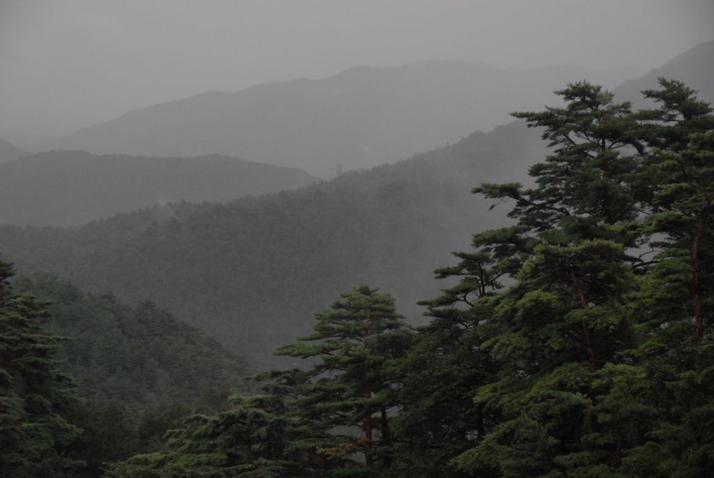 100829IUFRO_262.JPG