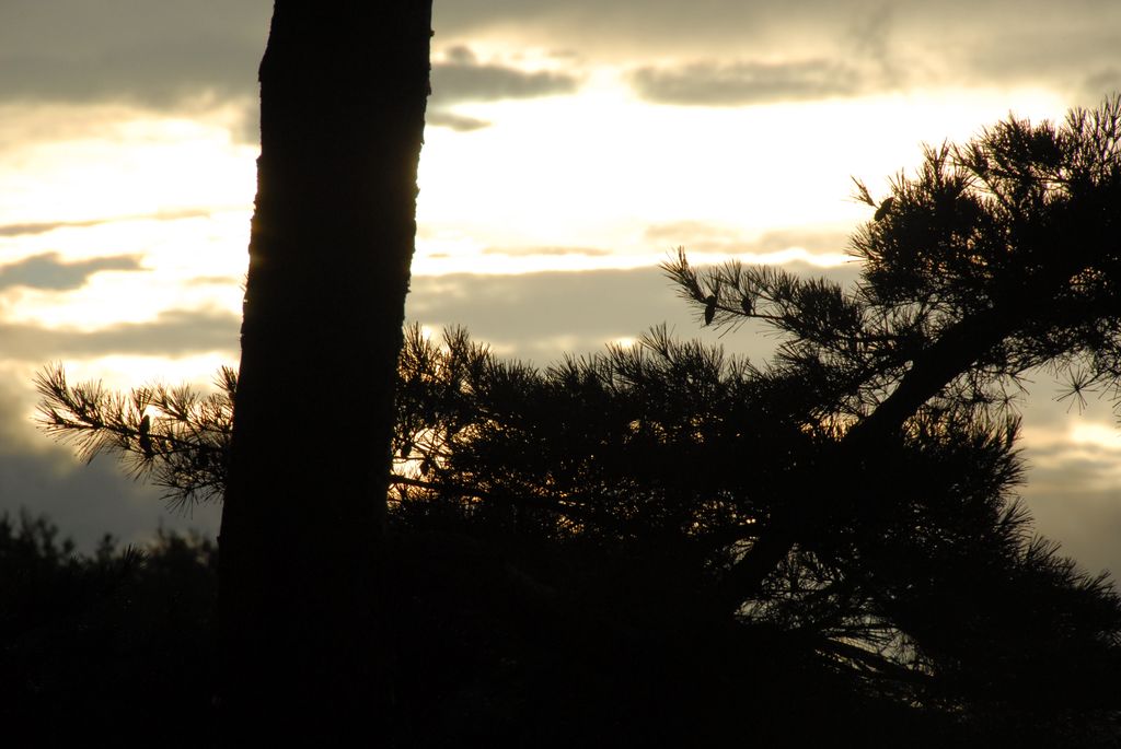 100829IUFRO_283.JPG