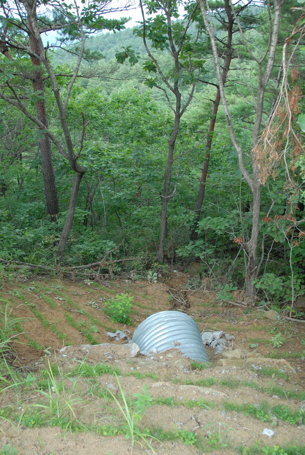 100830IUFRO_041.JPG