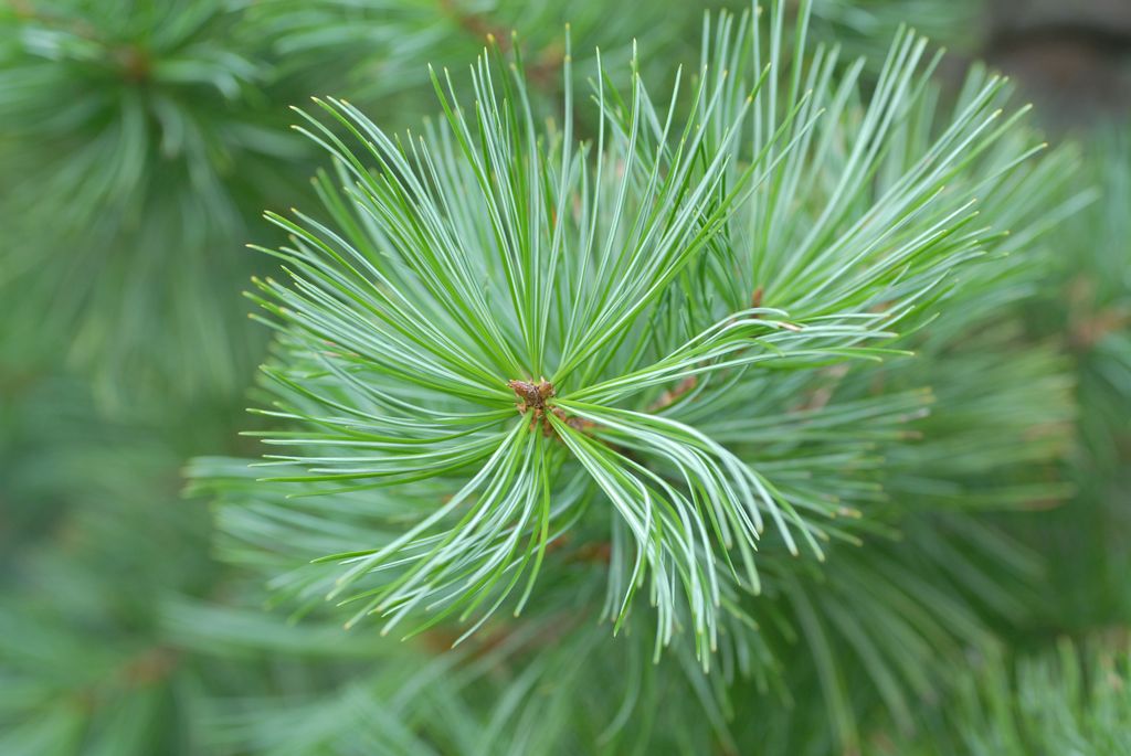 100830IUFRO_066.JPG