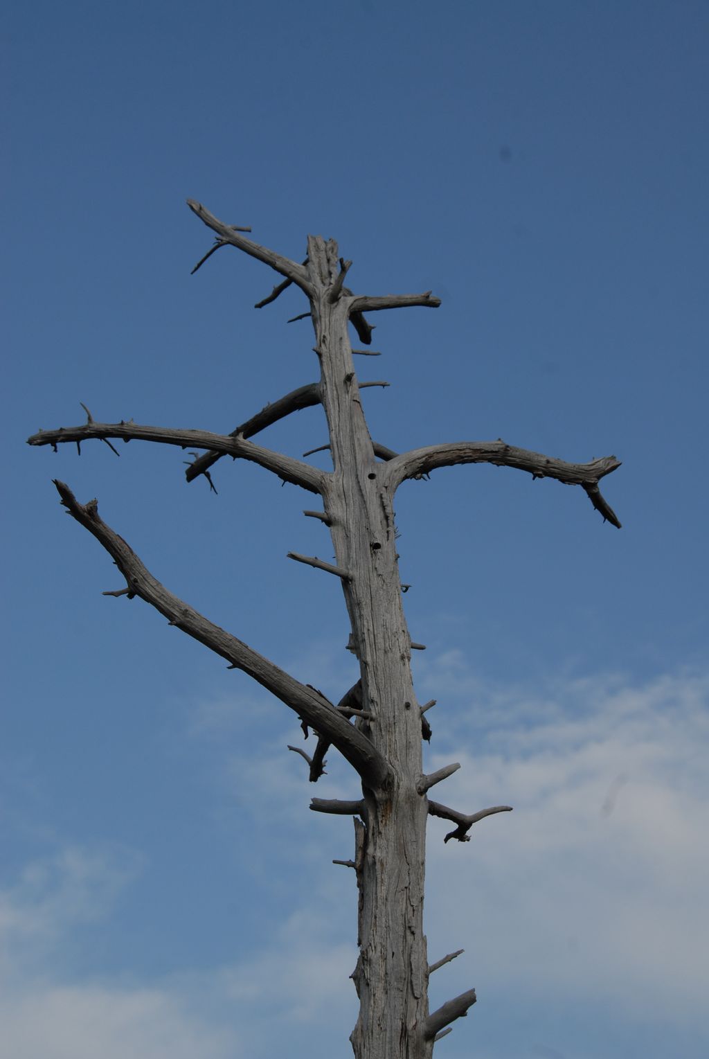 100830IUFRO_249.JPG