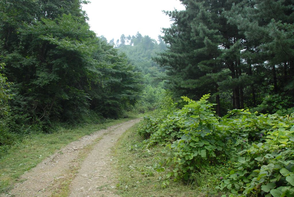 100831IUFRO_030.JPG