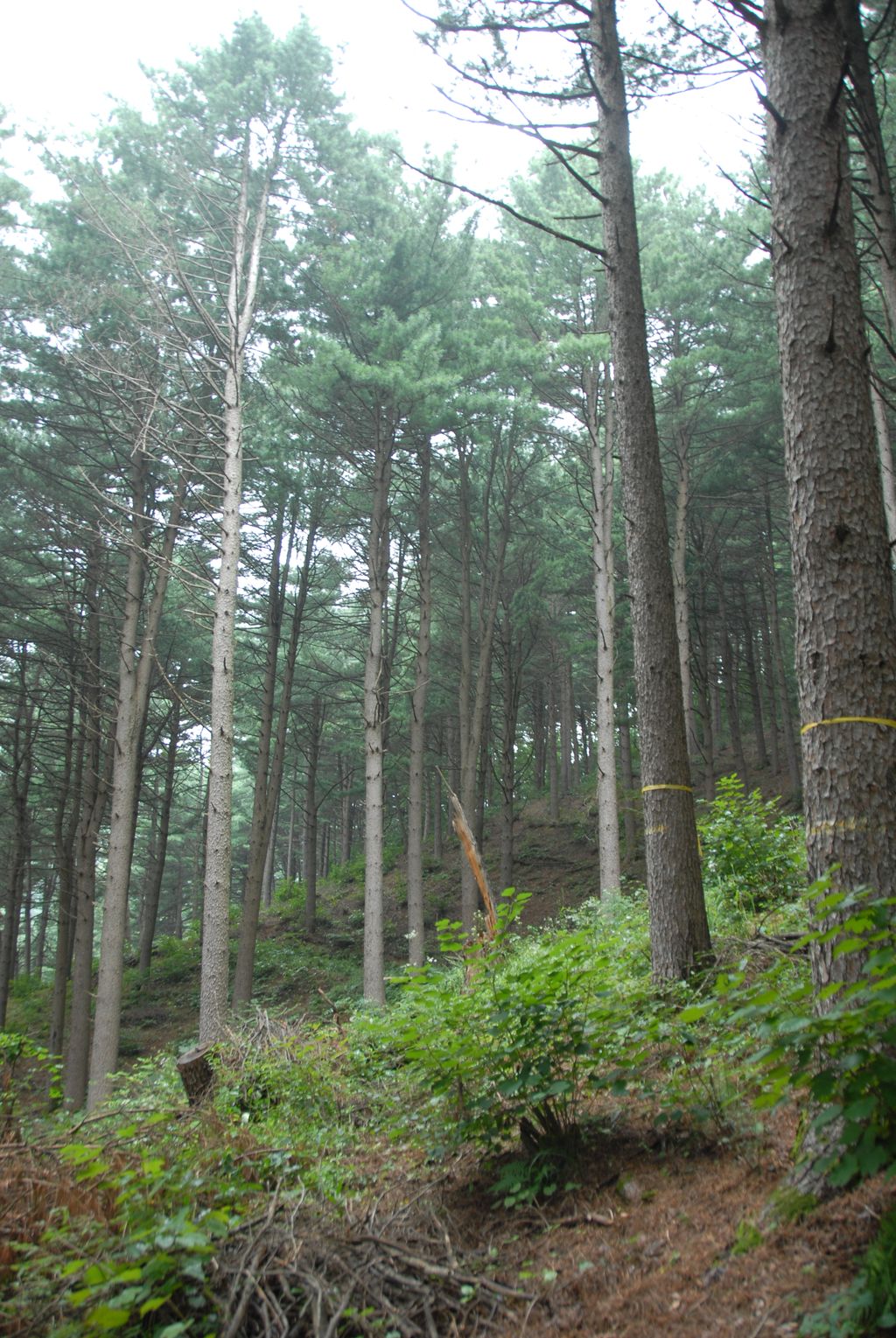100831IUFRO_055.JPG