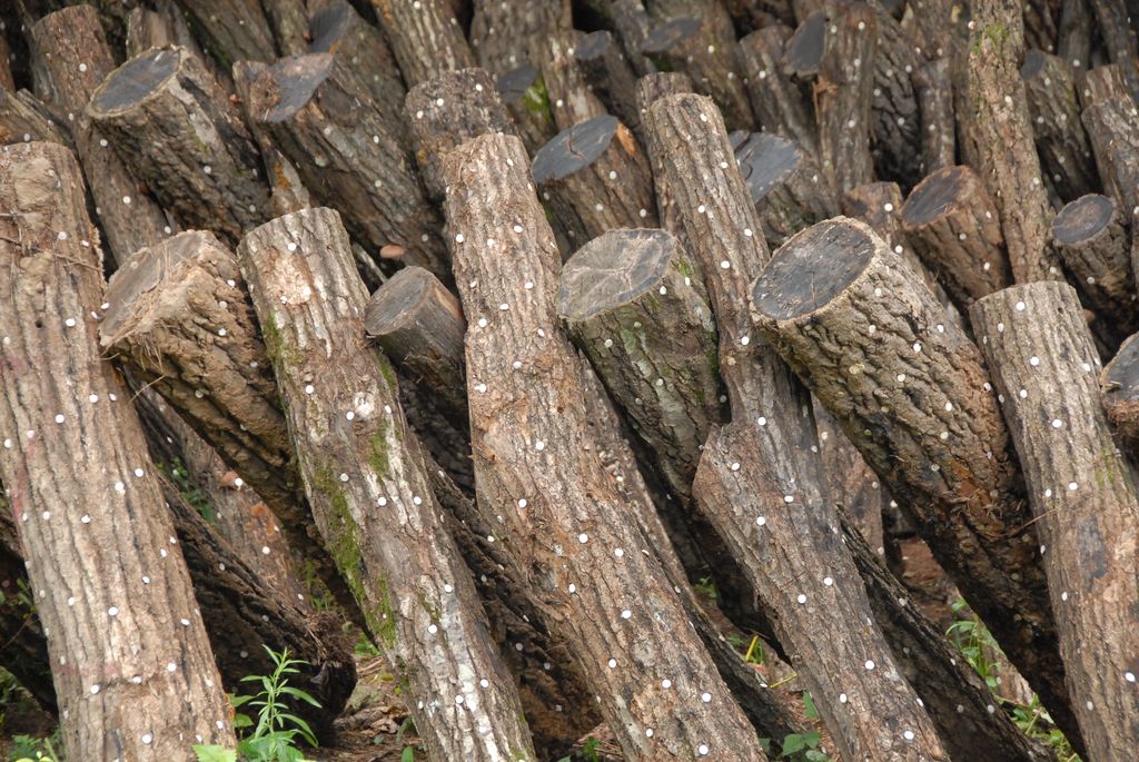 100831IUFRO_067.JPG