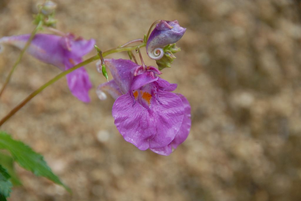 100831IUFRO_082.JPG